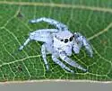 Pelegrina tillandsiae