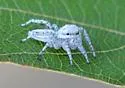 Pelegrina tillandsiae - photo 2