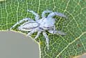 Pelegrina tillandsiae - photo 3