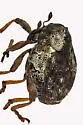 Pelenomus fuliginosus
