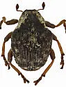 Pelenomus fuliginosus - photo 2