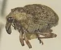 Pelenomus gracilipes