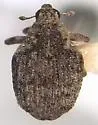 Pelenomus gracilipes - photo 2