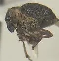 Pelenomus squamosus