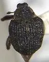 Pelenomus squamosus - photo 2