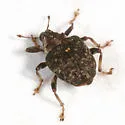Pelenomus sulcicollis