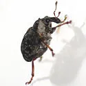 Pelenomus sulcicollis - photo 2