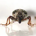 Pelenomus sulcicollis - photo 3