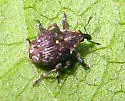 Pelenomus sulcicollis - photo 4