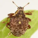 Pelenomus sulcicollis - photo 5