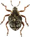 Pelenomus waltoni