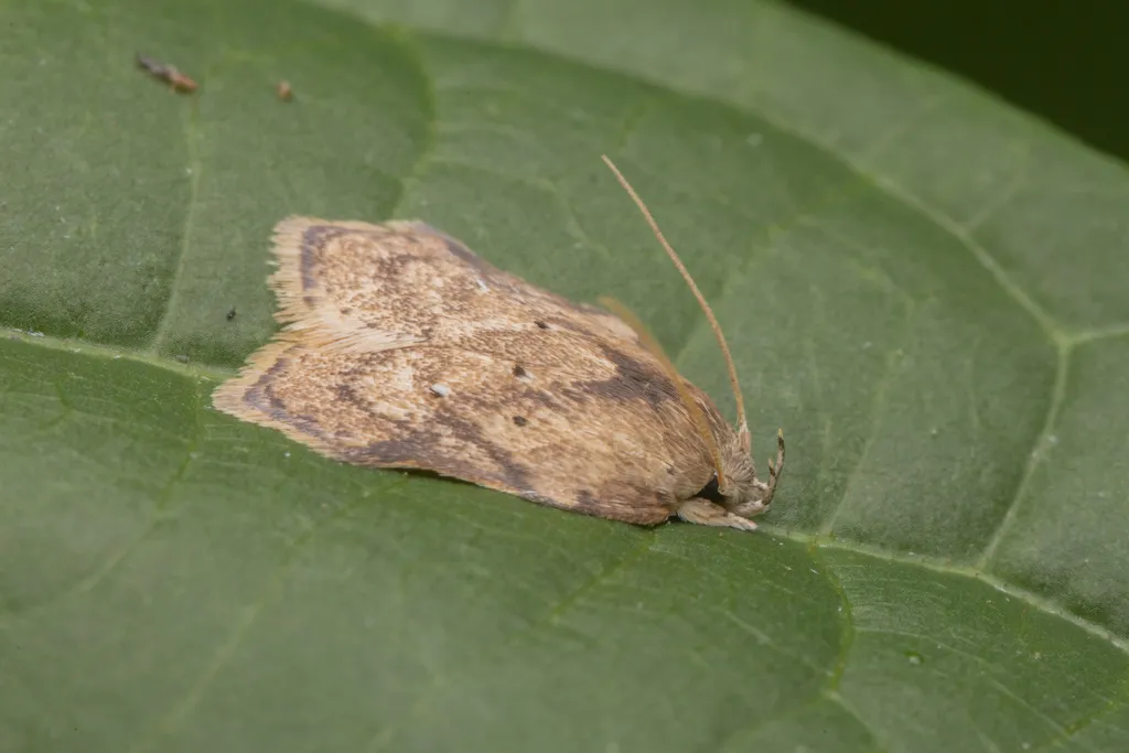 Peleopodidae - photo 2