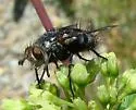 Peleteria anaxias