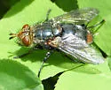 Peleteria haemorrhoa