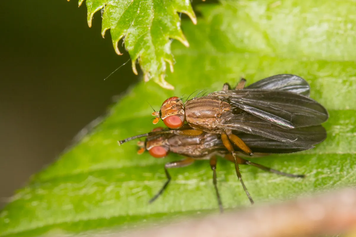 Pelidnoptera fuscipennis - photo 3