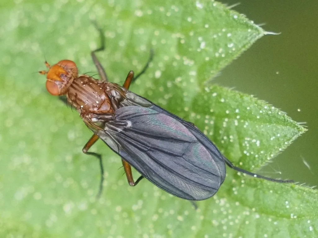 Pelidnoptera leptiformis - photo 2
