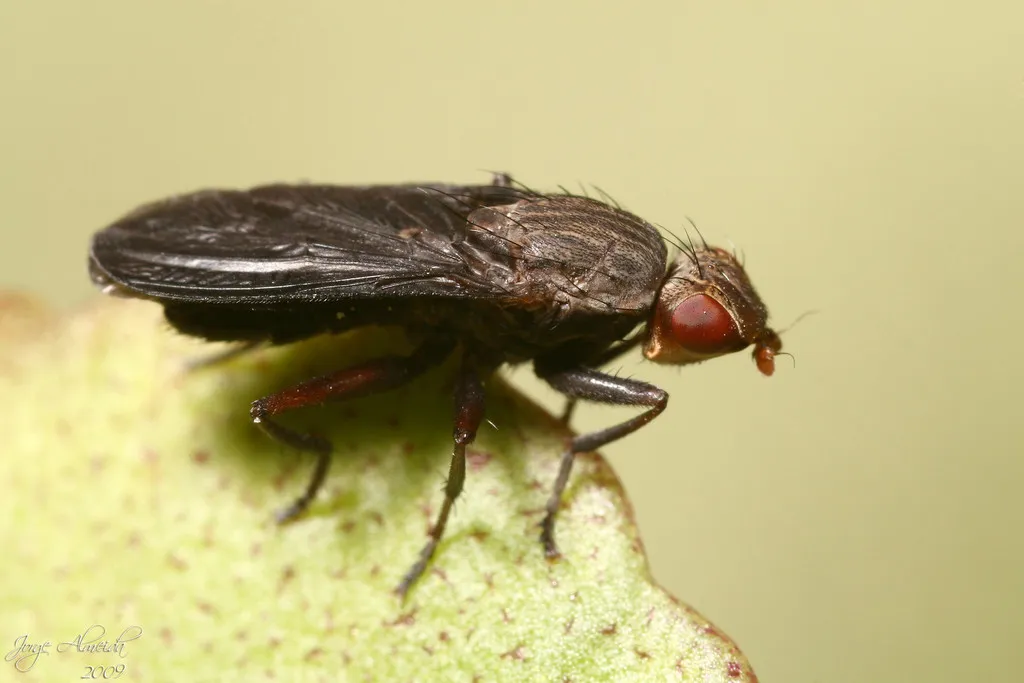 Pelidnoptera nigripennis - photo 2
