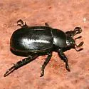 Pelidnota lugubris
