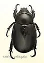 Pelidnota lugubris - photo 2