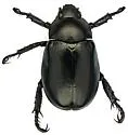 Pelidnota lugubris - photo 5