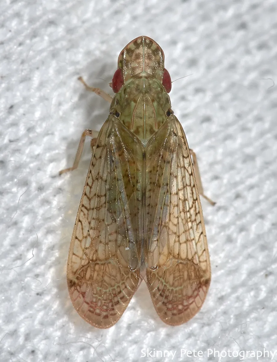 Pelitropis rotulata - photo 2