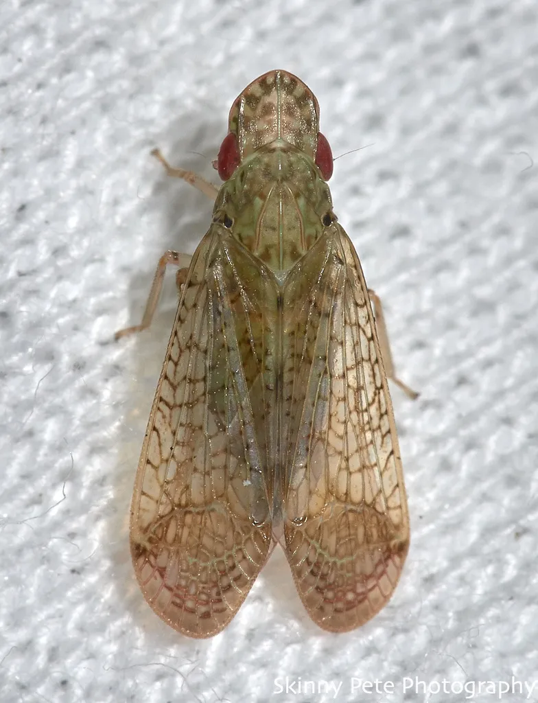 Pelitropis rotulata - photo 3