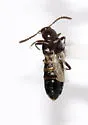 Pella angustula