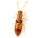 Pella fauveli