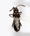Pella loricata