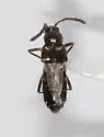 Pella loricata - photo 2