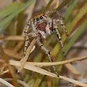 Pellenattus longimanus - Pellenattus longimanus