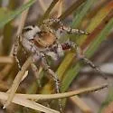 Pellenattus longimanus - photo 2