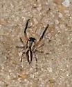 Pellenattus longimanus - photo 3