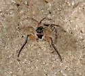 Pellenattus longimanus - photo 4