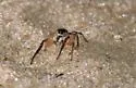 Pellenattus longimanus - photo 5