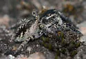 Pellenattus peninsularis