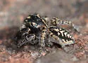 Pellenattus peninsularis - photo 2