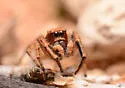 Pellenattus peninsularis - photo 3