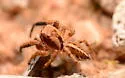 Pellenattus peninsularis - photo 4