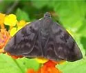 Glazed Pellicia - Hodges#3927 - photo 4
