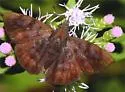 Glazed Pellicia - Hodges#3927 - photo 5