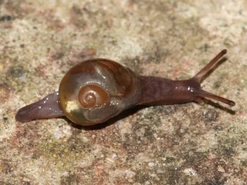 Pellucid Glass Snail