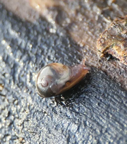 Pellucid Glass Snail - photo 2