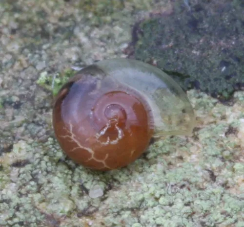 Pellucid Glass Snail - photo 3