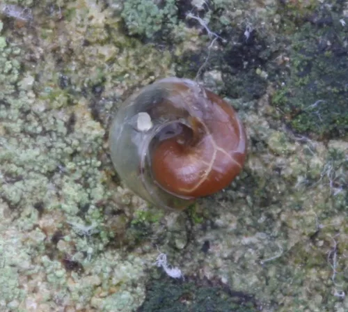Pellucid Glass Snail - photo 4