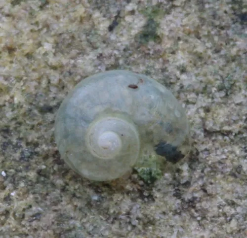 Pellucid Glass Snail - photo 5