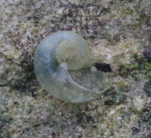 Pellucid Glass Snail - photo 6