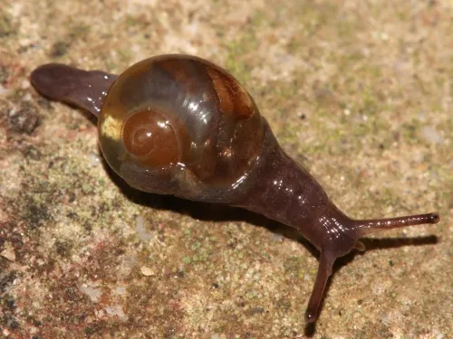 Pellucid Glass Snail - photo 7