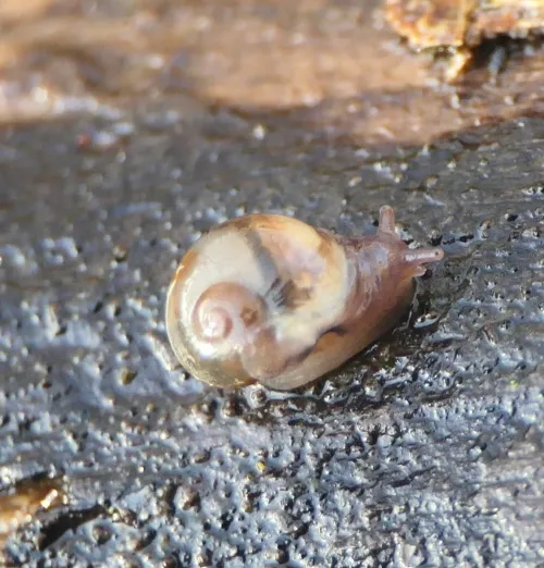 Pellucid Glass Snail - photo 8