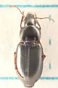 Pelmatellus obtusus - photo 2
